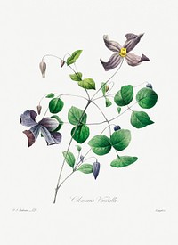 Virgin&#39;s bower by <a href="https://www.rawpixel.com/search/redoute?sort=curated&amp;page=1">Pierre-Joseph Redout&eacute;</a> (1759&ndash;1840). Original from Biodiversity Heritage Library. Digitally enhanced by rawpixel.