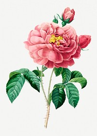 Pink rose flower psd botanical illustration, remixed from artworks by Pierre-Joseph Redout&eacute;