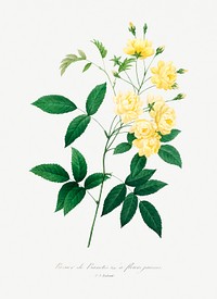 Lady bank&#39;s rose by <a href="https://www.rawpixel.com/search/redoute?sort=curated&amp;page=1">Pierre-Joseph Redout&eacute;</a> (1759&ndash;1840). Original from Biodiversity Heritage Library. Digitally enhanced by rawpixel.