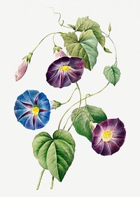 Morning glory flower psd botanical illustration, remixed from artworks by Pierre-Joseph Redout&eacute;