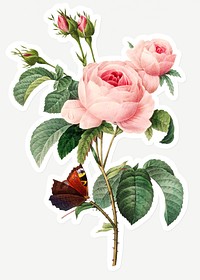 Cabbage rose flower sticker design element 