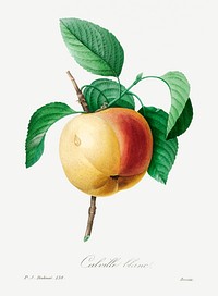 Apple by <a href="https://www.rawpixel.com/search/redoute?sort=curated&amp;page=1">Pierre-Joseph Redout&eacute;</a> (1759&ndash;1840). Original from Biodiversity Heritage Library. Digitally enhanced by rawpixel.