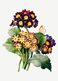 Primula auricula flower psd botanical illustration, remixed from artworks by Pierre-Joseph Redout&eacute;