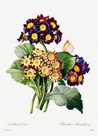 Primula auricula by <a href="https://www.rawpixel.com/search/redoute?sort=curated&amp;page=1">Pierre-Joseph Redout&eacute;</a> (1759&ndash;1840). Original from Biodiversity Heritage Library. Digitally enhanced by rawpixel.