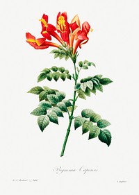 Bignonia capensis by <a href="https://www.rawpixel.com/search/redoute?sort=curated&amp;page=1">Pierre-Joseph Redout&eacute;</a> (1759&ndash;1840). Original from Biodiversity Heritage Library. Digitally enhanced by rawpixel.