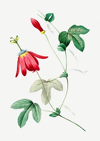 Red passion flower psd botanical illustration, remixed from artworks by Pierre-Joseph Redout&eacute;