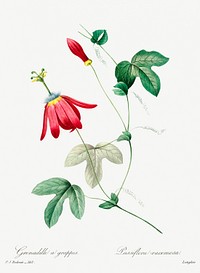 Red passion by <a href="https://www.rawpixel.com/search/redoute?sort=curated&amp;page=1">Pierre-Joseph Redout&eacute;</a> (1759&ndash;1840). Original from Biodiversity Heritage Library. Digitally enhanced by rawpixel.