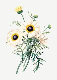 Chrysanthemum carinatum flower psd botanical illustration, remixed from artworks by Pierre-Joseph Redout&eacute;