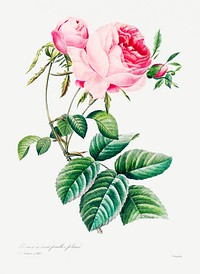 Cabbage rose Pierre-Joseph Redouté (1759–1840). | Free Photo ...
