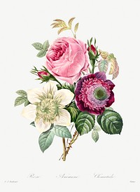 Anemone and cabbage rose by <a href="https://www.rawpixel.com/search/redoute?sort=curated&amp;page=1">Pierre-Joseph Redout&eacute;</a> (1759&ndash;1840). Original from Biodiversity Heritage Library. Digitally enhanced by rawpixel.