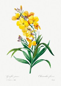 Wallflower by <a href="https://www.rawpixel.com/search/redoute?sort=curated&amp;page=1">Pierre-Joseph Redout&eacute;</a> (1759&ndash;1840). Original from Biodiversity Heritage Library. Digitally enhanced by rawpixel.