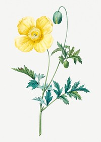 Welsh poppy flower psd botanical illustration, remixed from artworks by Pierre-Joseph Redout&eacute;