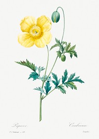 Welsh poppy by <a href="https://www.rawpixel.com/search/redoute?sort=curated&amp;page=1">Pierre-Joseph Redout&eacute;</a> (1759&ndash;1840). Original from Biodiversity Heritage Library. Digitally enhanced by rawpixel.