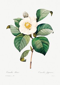White Japanese camellia by <a href="https://www.rawpixel.com/search/redoute?sort=curated&amp;page=1">Pierre-Joseph Redout&eacute;</a> (1759&ndash;1840). Original from Biodiversity Heritage Library. Digitally enhanced by rawpixel.