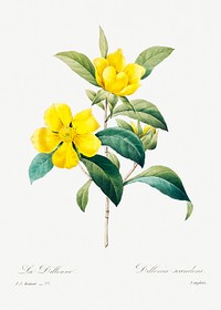 Golden guinea vine by <a href="https://www.rawpixel.com/search/redoute?sort=curated&amp;page=1">Pierre-Joseph Redout&eacute;</a> (1759&ndash;1840). Original from Biodiversity Heritage Library. Digitally enhanced by rawpixel.