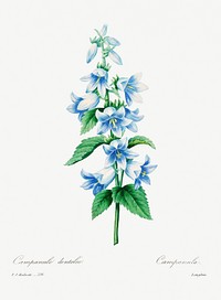 Bellflower by <a href="https://www.rawpixel.com/search/redoute?sort=curated&amp;page=1">Pierre-Joseph Redout&eacute;</a> (1759&ndash;1840). Original from Biodiversity Heritage Library. Digitally enhanced by rawpixel.