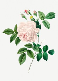 White rose flower psd botanical illustration, remixed from artworks by Pierre-Joseph Redout&eacute;