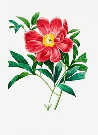 Red peony flower psd botanical illustration, remixed from artworks by Pierre-Joseph Redout&eacute;