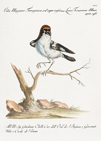 Lanius Ferrugineus Maior Capite Ruffo (Lanius) by <a href="https://www.rawpixel.com/search/Saverio%20Manetti?sort=curated&amp;type=all&amp;page=1">Saverio Manetti </a>(1723&ndash;1785). Original from The Beinecke Rare Book &amp; Manuscript Library. Digitally enhanced by rawpixel.