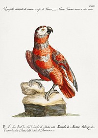 Pappagallo variegato di cenerino e rosso, di Guinea (Parrot) by <a href="https://www.rawpixel.com/search/Saverio%20Manetti?sort=curated&amp;type=all&amp;page=1">Saverio Manetti </a>(1723&ndash;1785). Original from The Beinecke Rare Book &amp; Manuscript Library. Digitally enhanced by rawpixel.