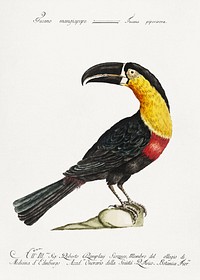 Tucana Piperivora (Mangiapepe Toucan) by <a href="https://www.rawpixel.com/search/Saverio%20Manetti?sort=curated&amp;type=all&amp;page=1">Saverio Manetti </a>(1723&ndash;1785). Original from The Beinecke Rare Book &amp; Manuscript Library. Digitally enhanced by rawpixel.