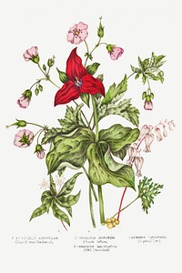 Canadian Wild Flowers (1869) Plate IV: 1. Dicentra Canadensis (Squirrel Corn) 2. Trillium erectum (Purple Trillium) 3. Geranium maculatum (Wild Geranium) and 4. Trientalis Americana (Starflower) by <a href="https://www.rawpixel.com/search/Agnes%20Fitz%20Gibbon?sort=curated&amp;type=all&amp;page=1">Agnes Fitz Gibbon</a> and <a href="https://www.rawpixel.com/search/Catharine%20Parr%20Traill?sort=curated&amp;type=all&amp;page=1">Catharine Parr Traill</a>.