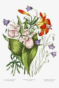 Canadian Wild Flowers (1869) Plate V: 1. Lilium Philadelphicum (Wild Orange Red Lily) 2. Campanula Rotundifolia (Harebell) and 3. Cypripedium Spectabile (Showy Ladys Slipper) by <a href="https://www.rawpixel.com/search/Agnes%20Fitz%20Gibbon?sort=curated&amp;type=all&amp;page=1">Agnes Fitz Gibbon</a> and <a href="https://www.rawpixel.com/search/Catharine%20Parr%20Traill?sort=curated&amp;type=all&amp;page=1">Catharine Parr Traill</a>.