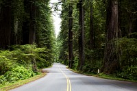 The Redwood National and State Parks (RNSP) are located in the United States, along the coast of northern California.