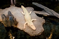 White albino alligator (one of fifty in the world) at the National Academy of Science in San Francisco. Original image from <a href="https://www.rawpixel.com/search/carol%20m.%20highsmith?sort=curated&amp;page=1">Carol M. Highsmith</a>&rsquo;s America. Digitally enhanced by rawpixel.