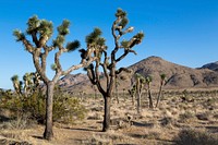 Joshua Tree National Park is located in southeastern California.