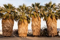 Four unusual palm trees at the Desert Studies Center at the tiny settlement of Zzyzx, near Baker and adjacent to the Mojave National Preserve in southeast California.