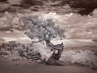 Infrared view of a twisted tree in the desert near the Salton Sea. Original image from Carol M. Highsmith’s America. Digitally enhanced by rawpixel.