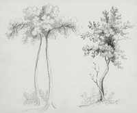Studies of Upas and Maple Trees by <a href="https://www.rawpixel.com/search/Mary%20Altha%20Nims?sort=curated&amp;type=all&amp;page=1">Mary Altha Nims</a> (1817&ndash;1907). Original from The Cleveland Museum of Art. Digitally enhanced by rawpixel.