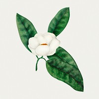Magnolia flower vintage illustration