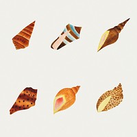 Sea shell set vintage illustration