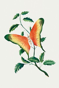 Rose bush and butterfly vintage illustration