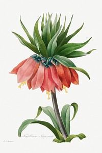 Crown Imperial Fritillary (1827) by <a href="https://www.rawpixel.com/search/pierre%20joseph%20redoute?sort=curated&amp;type=all&amp;page=1">Pierre-Joseph Redout&eacute;</a> and Henry Joseph Redout&eacute;. Original from The Cleveland Museum of Art. Digitally enhanced by rawpixel.