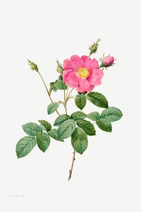 Cabbage Rose (Rosa Centifolia Simplex) (1817–1824) by Pierre-Joseph Redouté and Henry Joseph Redouté. Original from The Cleveland Museum of Art. Digitally enhanced by rawpixel.