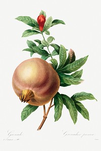 Grenade (Pomegranate) (1827) by <a href="https://www.rawpixel.com/search/pierre%20joseph%20redoute?sort=curated&amp;type=all&amp;page=1">Pierre-Joseph Redout&eacute;</a> and Henry Joseph Redout&eacute;. Original from The Cleveland Museum of Art. Digitally enhanced by rawpixel.