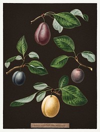 Set of plums vintage illustration