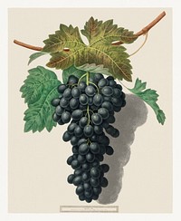 Black Prince Grape (Cinsaut) (1809) by George Brookshaw. Original from The Cleveland Museum of Art. Digitally enhanced by rawpixel.