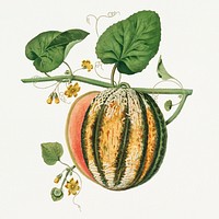 Scarlet Flesh Romana Melon (Cucumis) (1812) by <a href="https://www.rawpixel.com/search/George%20Brookshaw?sort=curated&amp;type=all&amp;page=1">George Brookshaw</a>. Original from The Cleveland Museum of Art. Digitally enhanced by rawpixel.