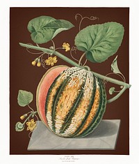 Scarlet Flesh Romana Melon vintage illustration