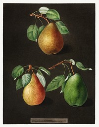 Pears (Pyrus) (1807) by <a href="https://www.rawpixel.com/search/George%20Brookshaw?sort=curated&amp;type=all&amp;page=1">George Brookshaw</a>. Original from The Cleveland Museum of Art. Digitally enhanced by rawpixel.