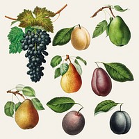Set of grape, pears and plums vintage illustration