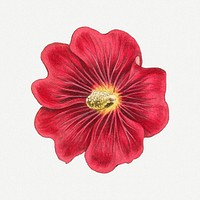 Vintage Alcea Rosea flower illustration