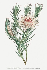 Protea Mucronifolia (Dagger&ndash;Leaf Protea) (1806) Image from The Botanical Magazine or Flower Garden Displayed by Francis Sansom. Original from The Cleveland Museum of Art. Digitally enhanced by rawpixel.