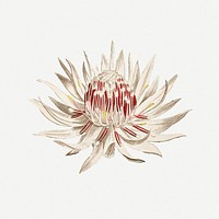 Vintage blooming Dagger&ndash;Leaf Protea flower illustration