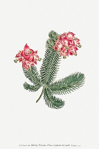 Vintage Erica Glauca (Elegans) flower illustration