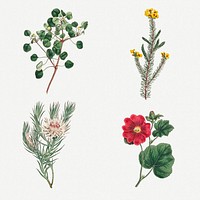 Set of vintage blooming flower illustration